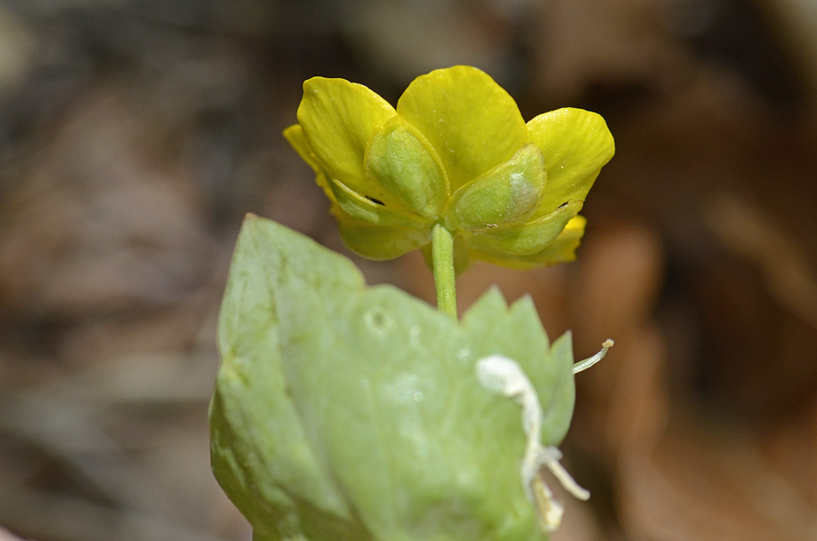 Ranunculus thora / Ranuncolo erba-tora